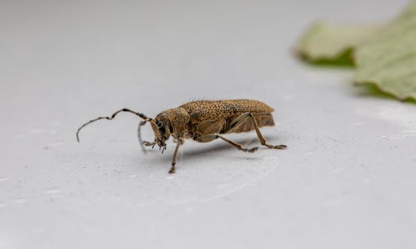 Nuisibles chrono : votre expert en interventions efficaces